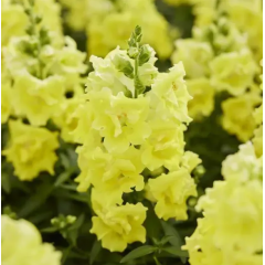 Семена львиный зев махровый Твинни lemon (Zip-пакет 10 сем.) Семена львиный зев махровый Твинни lemon (Zip-пакет 10 сем.)