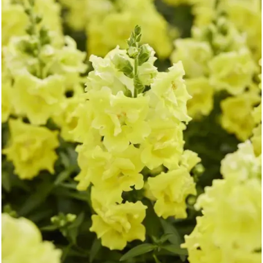 Семена львиный зев махровый Твинни lemon (Zip-пакет 10 сем.) описание, отзывы, характеристики Семена львиный зев махровый Твинни lemon (Zip-пакет 10 сем.) описание, отзывы, характеристики