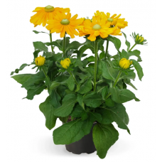 Семена рудбекия ворсистая Амарилло Голд ( Zip-пакет 5 семян)