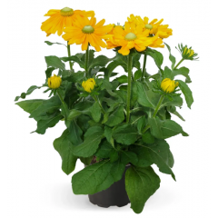 Насіння рудбекія ворсиста Амарілло Голд ( Zip-пакет 5 нас.)