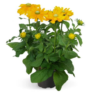 Насіння рудбекія ворсиста Амарілло Голд ( Zip-пакет 5 нас.) опис, характеристики, відгуки