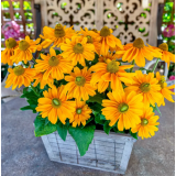 Насіння рудбекія ворсиста Амарілло Голд ( Zip-пакет 5 нас.) опис, характеристики, відгуки