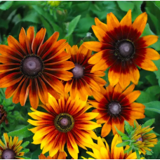 Семена рудбекия ворсистая Аутум Колорс ( Zip-пакет 10 семян)