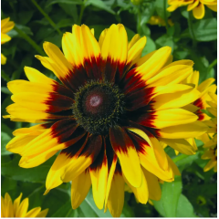 Насіння рудбекія ворсиста Денвер Дейзі ( Zip-пакет 10 нас.)