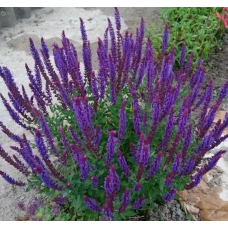 Насіння сальвія багаторічна чудова Квін blue (zip-пакет 10 нас.)