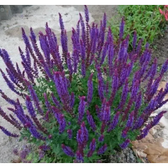 Насіння сальвія багаторічна чудова Квін blue (zip-пакет 10 нас.)