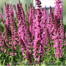 Насіння сальвія багаторічна чудова Квін rose (zip-пакет 10 нас.)