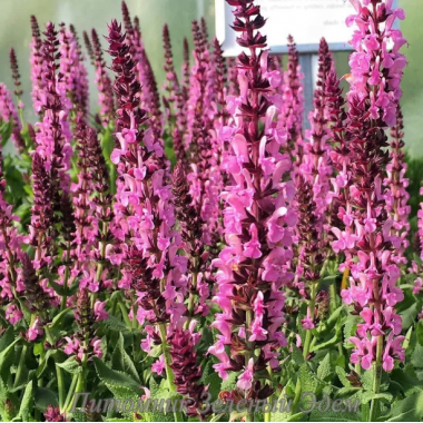 Насіння сальвія багаторічна чудова Квін rose (zip-пакет 10 нас.) опис, характеристики, відгуки