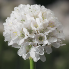 Насіння армерія приморська Армада біла (Zip-пакет 10 нас.)