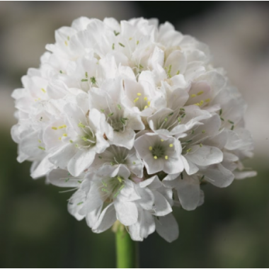 Семена армерия приморская Армада белая  (Zip-пакет 10 сем.) описание, отзывы, характеристики