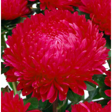 Насіння айстра Сірінга червона (Zip-пакет 20 насінин)