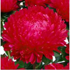 Насіння айстра Сірінга червона (Zip-пакет 20 насінин) Насіння айстра Сірінга червона (Zip-пакет 20 насінин)