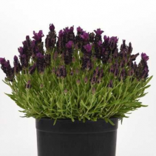 Семена лаванда узколистая Лаванс темно-пурпурная (Zip-пакет 8 сем.)