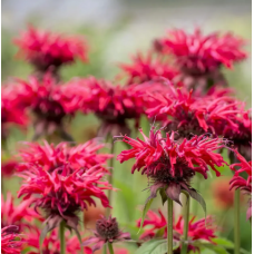 Семена монарда дидума Панорама красная (Zip-пакет 10 сем.)