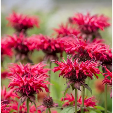 Семена монарда дидума Панорама красная (Zip-пакет 10 сем.) описание, отзывы, характеристики Семена монарда дидума Панорама красная (Zip-пакет 10 сем.) описание, отзывы, характеристики