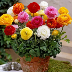 Насіння ранункулюс Мелжік суміш (Zip-пакет 5 нас.)