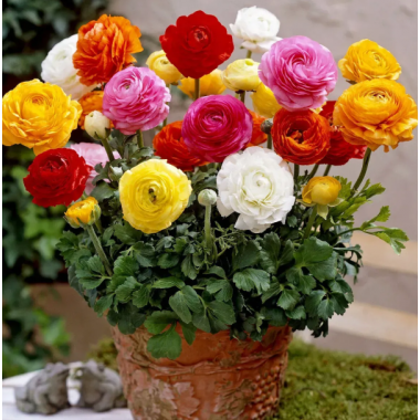 Насіння ранункулюс Мелжік суміш (Zip-пакет 5 нас.) опис, характеристики, відгуки