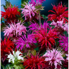 Семена монарда дидума Панорама смесь (Zip-пакет 10 сем.)