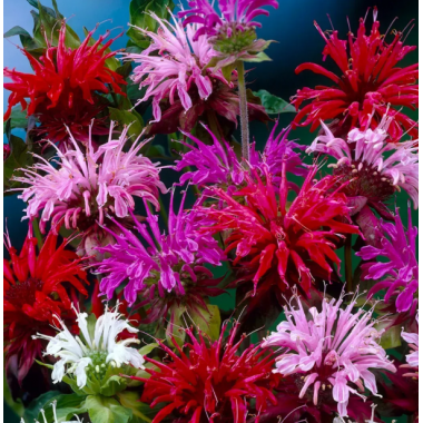 Семена монарда дидума Панорама смесь (Zip-пакет 10 сем.) описание, отзывы, характеристики Семена монарда дидума Панорама смесь (Zip-пакет 10 сем.) описание, отзывы, характеристики