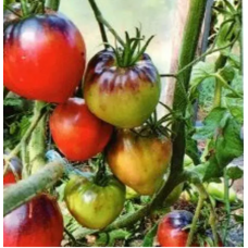 Насіння томат Сержант Пеппер низькорослий (15 нас.)