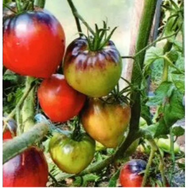 Насіння томат Сержант Пеппер низькорослий (15 нас.) опис, характеристики, відгуки