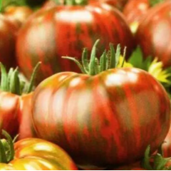 Насіння томат Гном Сорок гномів Енді низькорослий (15 нас.)