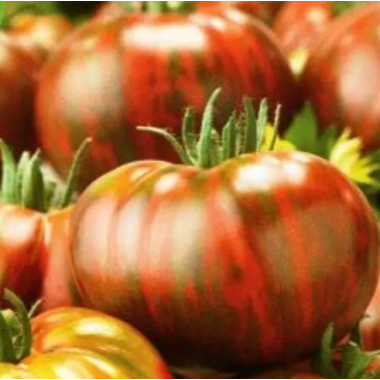 Насіння томат Гном Сорок гномів Енді низькорослий (15 нас.) опис, характеристики, відгуки Насіння томат Гном Сорок гномів Енді низькорослий (15 нас.) опис, характеристики, відгуки