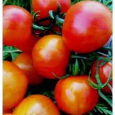 Насіння томат Гном Веселка Хейлі низькорослий (15 нас.)