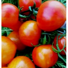 Насіння томат Гном Веселка Хейлі низькорослий (15 нас.) Насіння томат Гном Веселка Хейлі низькорослий (15 нас.)