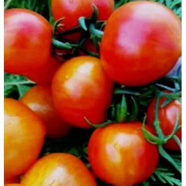 Насіння томат Гном Веселка Хейлі низькорослий (15 нас.) опис, характеристики, відгуки