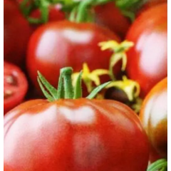 Насіння томат Гном Радінілі великоплідний до 300г (15 нас.) Насіння томат Гном Радінілі великоплідний до 300г (15 нас.)