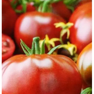 Насіння томат Гном Радінілі великоплідний до 300г (15 нас.) опис, характеристики, відгуки