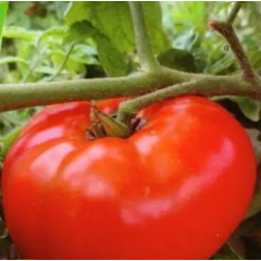 Насіння томат Гном Солодка Скарлет низькорослий великоплідний до 500г (15 нас.) Насіння томат Гном Солодка Скарлет низькорослий великоплідний до 500г (15 нас.)