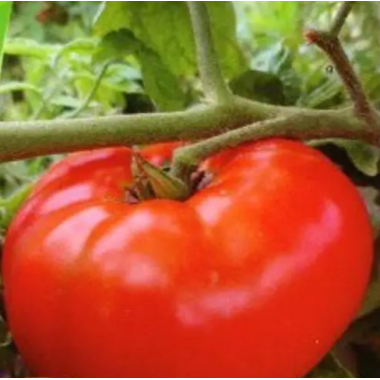 Насіння томат Гном Солодка Скарлет низькорослий великоплідний до 500г (15 нас.) опис, характеристики, відгуки