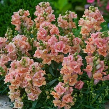 Семена львиный зев махровый Твинни peach (Zip-пакет 10 сем.) описание, отзывы, характеристики Семена львиный зев махровый Твинни peach (Zip-пакет 10 сем.) описание, отзывы, характеристики