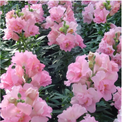 Семена львиный зев махровый Твинни rose (Zip-пакет 10 сем.) Семена львиный зев махровый Твинни rose (Zip-пакет 10 сем.)