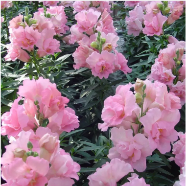 Семена львиный зев махровый Твинни rose (Zip-пакет 10 сем.) описание, отзывы, характеристики