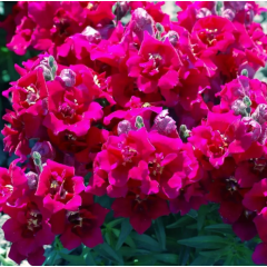 Семена львиный зев махровый Твинни violet (Zip-пакет 10 сем.)