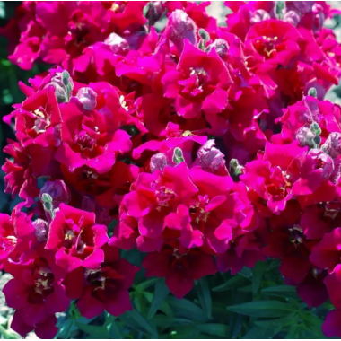 Семена львиный зев махровый Твинни violet (Zip-пакет 10 сем.) описание, отзывы, характеристики Семена львиный зев махровый Твинни violet (Zip-пакет 10 сем.) описание, отзывы, характеристики