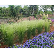 Семена ковыль Тонкий многолетний Пони Тейлз (zip-пакет 10 сем.)