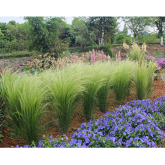 Семена ковыль Тонкий многолетний Пони Тейлз (zip-пакет 10 сем.)