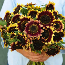 Семена подсолнух декоративный Флоренс (Zip-пакет 10 семян)