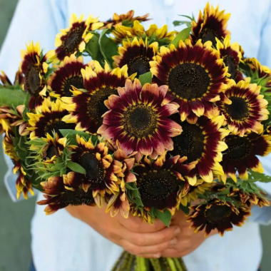 Насіння соняшник декоративний Флоренс (Zip-пакет 10 насінин) опис, характеристики, відгуки Насіння соняшник декоративний Флоренс (Zip-пакет 10 насінин) опис, характеристики, відгуки