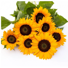 Семена подсолнух декоративный Сорая (Zip-пакет 10 семян)