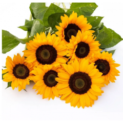 Насіння соняшник декоративний Сорая (Zip-пакет 10 насінин) Насіння соняшник декоративний Сорая (Zip-пакет 10 насінин)