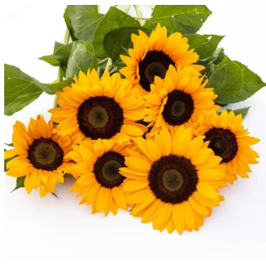 Насіння соняшник декоративний Сорая (Zip-пакет 10 насінин) опис, характеристики, відгуки Насіння соняшник декоративний Сорая (Zip-пакет 10 насінин) опис, характеристики, відгуки