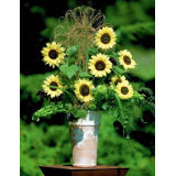 Насіння соняшник декоративний Валентайн (Zip-пакет 10 насінин) опис, характеристики, відгуки Насіння соняшник декоративний Валентайн (Zip-пакет 10 насінин) опис, характеристики, відгуки