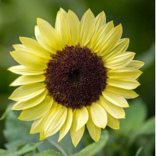 Семена подсолнух декоративный Валентайн (Zip-пакет 10 семян)