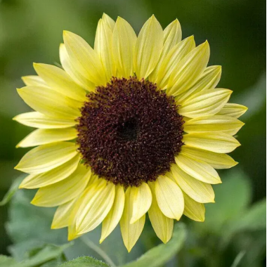 Насіння соняшник декоративний Валентайн (Zip-пакет 10 насінин) опис, характеристики, відгуки Насіння соняшник декоративний Валентайн (Zip-пакет 10 насінин) опис, характеристики, відгуки