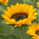 Насіння соняшник декоративний Прем'єр F1 orange (Zip-пакет 5 насінин) опис, характеристики, відгуки Насіння соняшник декоративний Прем'єр F1 orange (Zip-пакет 5 насінин) опис, характеристики, відгуки